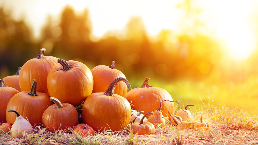 Saisonkalender Oktober: Kürbis, Quitte und Blumenkohl • Koch-Mit